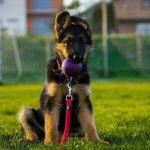 images - 2026-09-22T131224.675