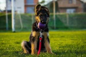 images - 2026-09-22T131224.675